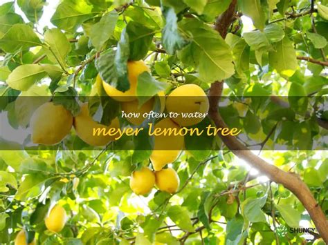 moisture meter for lemon tree|how often to water a meyer lemon tree.